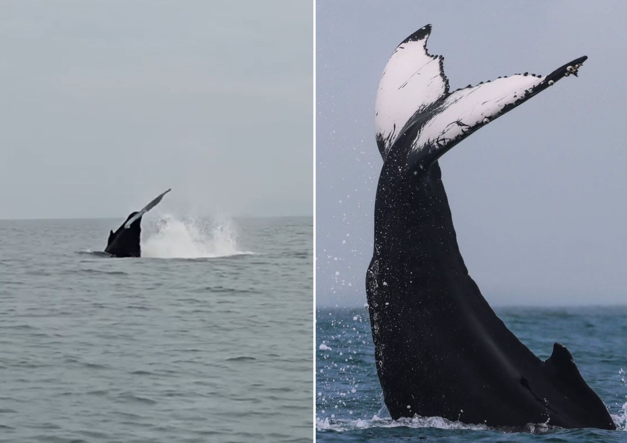 Baleia 'Nina' reaparece no litoral de SP e fotógrafo flagra acrobacias; veja 