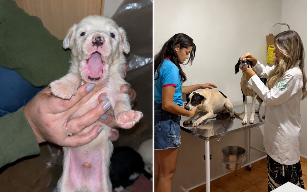 Seis cães foram resgatados de imóvel em Ituverava (SP) após denúncia de maus-tratos — Foto: Arquivo pessoal