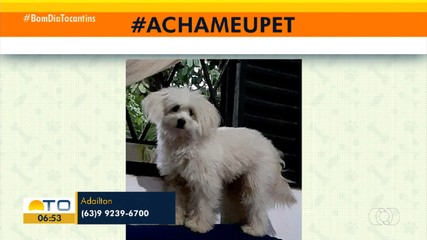 Tutores pedem ajuda dos telespectadores para encontrar pets desaparecidos