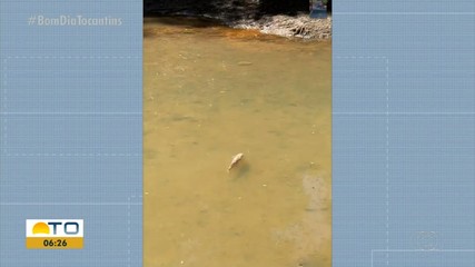 Morte de peixes preocupa moradores de assentamento