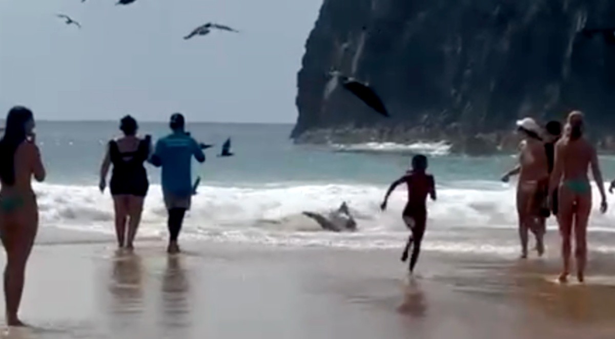 Tubarão encalha na Praia da Cacimba do Padre, em Fernando de Noronha; VÍDEO