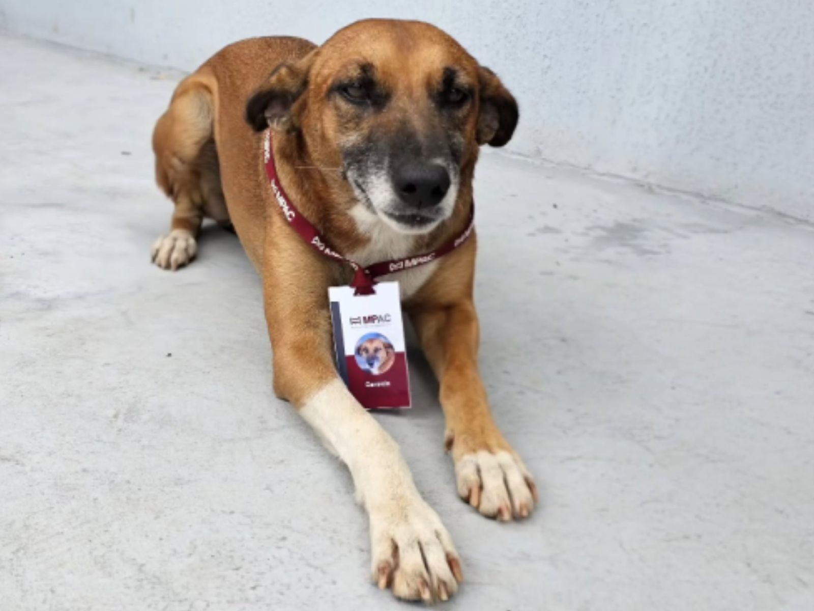 Cadela é adotada e ganha crachá após fazer companhia a trabalhadores em obra no AC: 'Anjinho que apareceu e permaneceu'