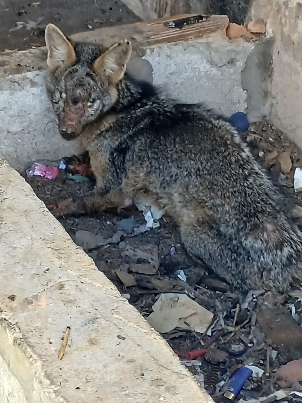 Cachorro-do-mato resgatado em BH