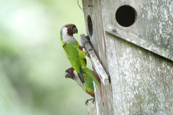 Caixas-ninho colaboram com as aves, que sofrem com a ausência de locais adequados para reproduzir — Foto: Divulgação Projeto Periquito Cara-suja