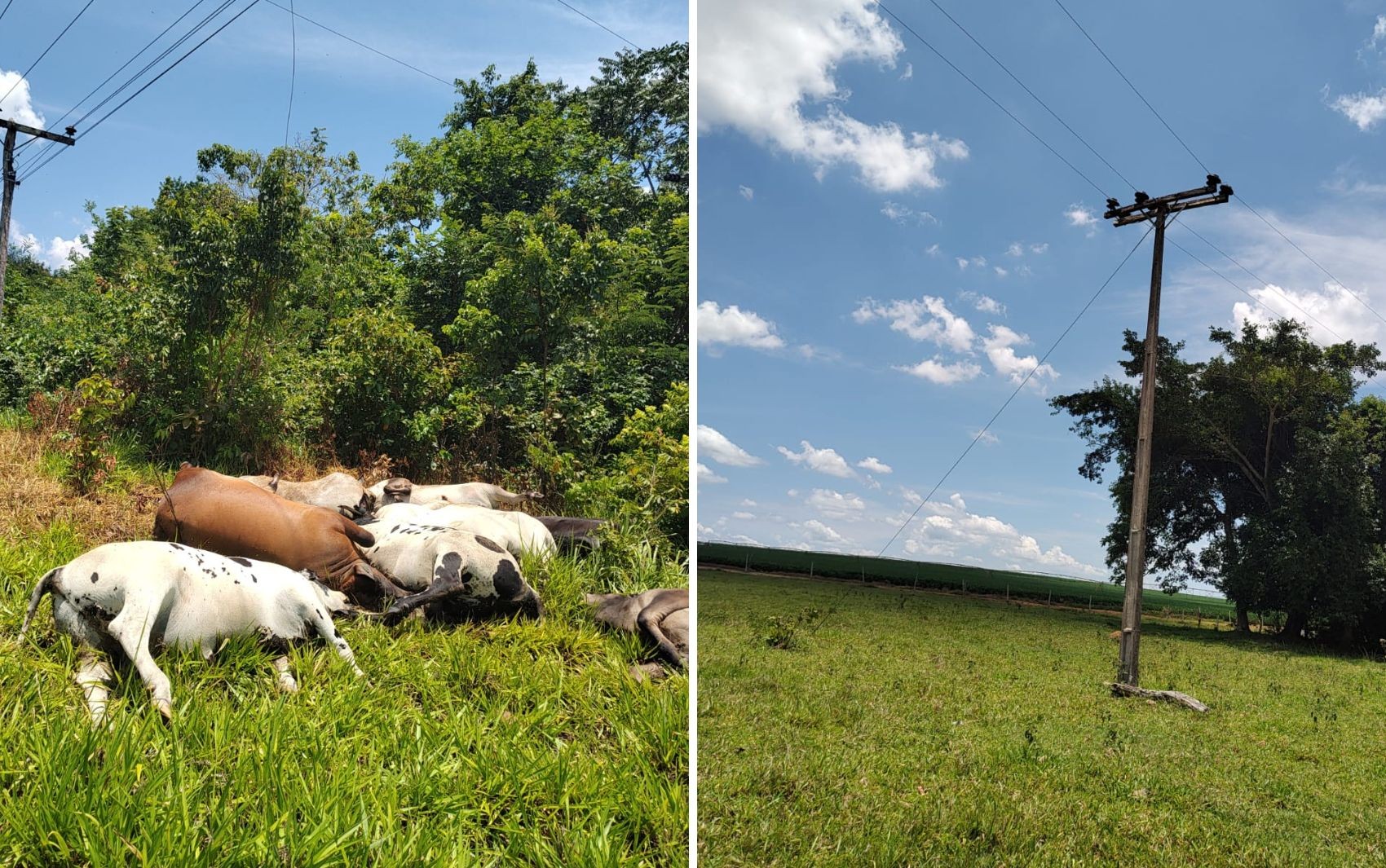 Cabo de energia se rompe e mata dez cabeças de gado em Goiás, diz fazendeiro