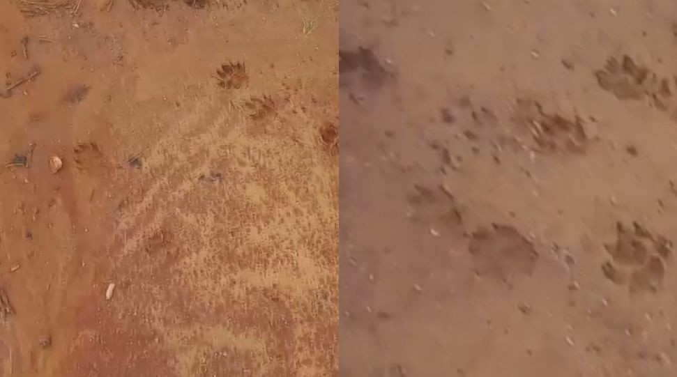 Moradores de Bocaiúva do Sul mudam rotina após ataque misterioso a animais; população suspeita de onça