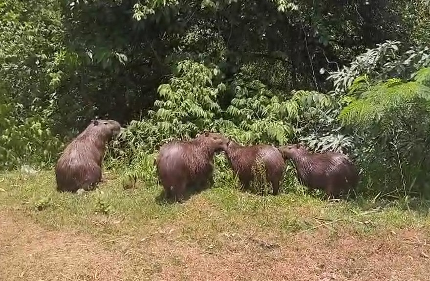 Família de capivaras é flagrada 'passeando' às margens de avenida em Itapetininga