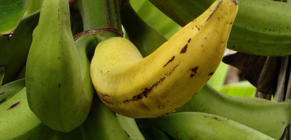 Casca da banana também tem benefícios — Foto: Reprodução