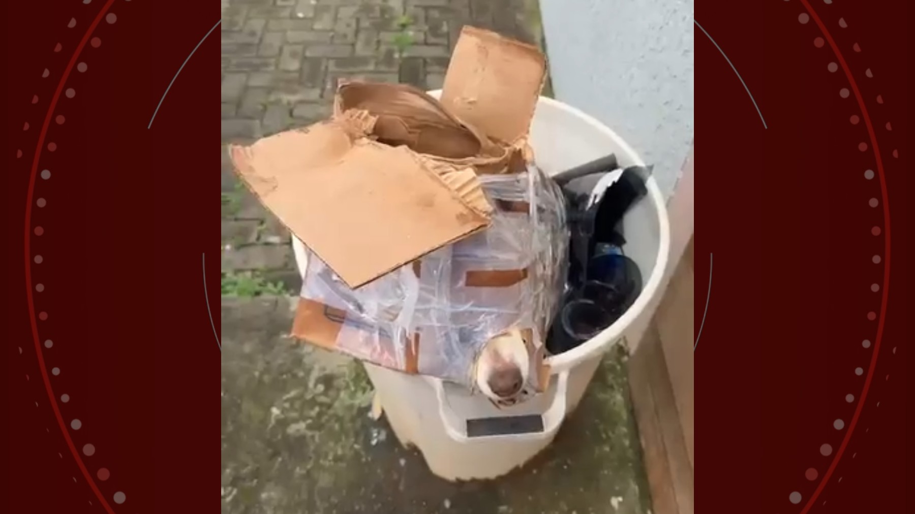 Cachorro Resgatado de Lixeira em Guarapuava Choca a Região