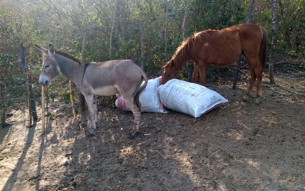 Trio detido após matar cavalo para comer no litoral norte - MZL10