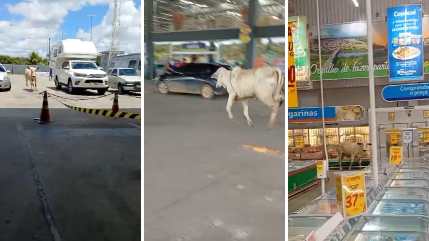 Boi invade supermercado de Palmares e assusta clientes e funcionários; VÍDEO