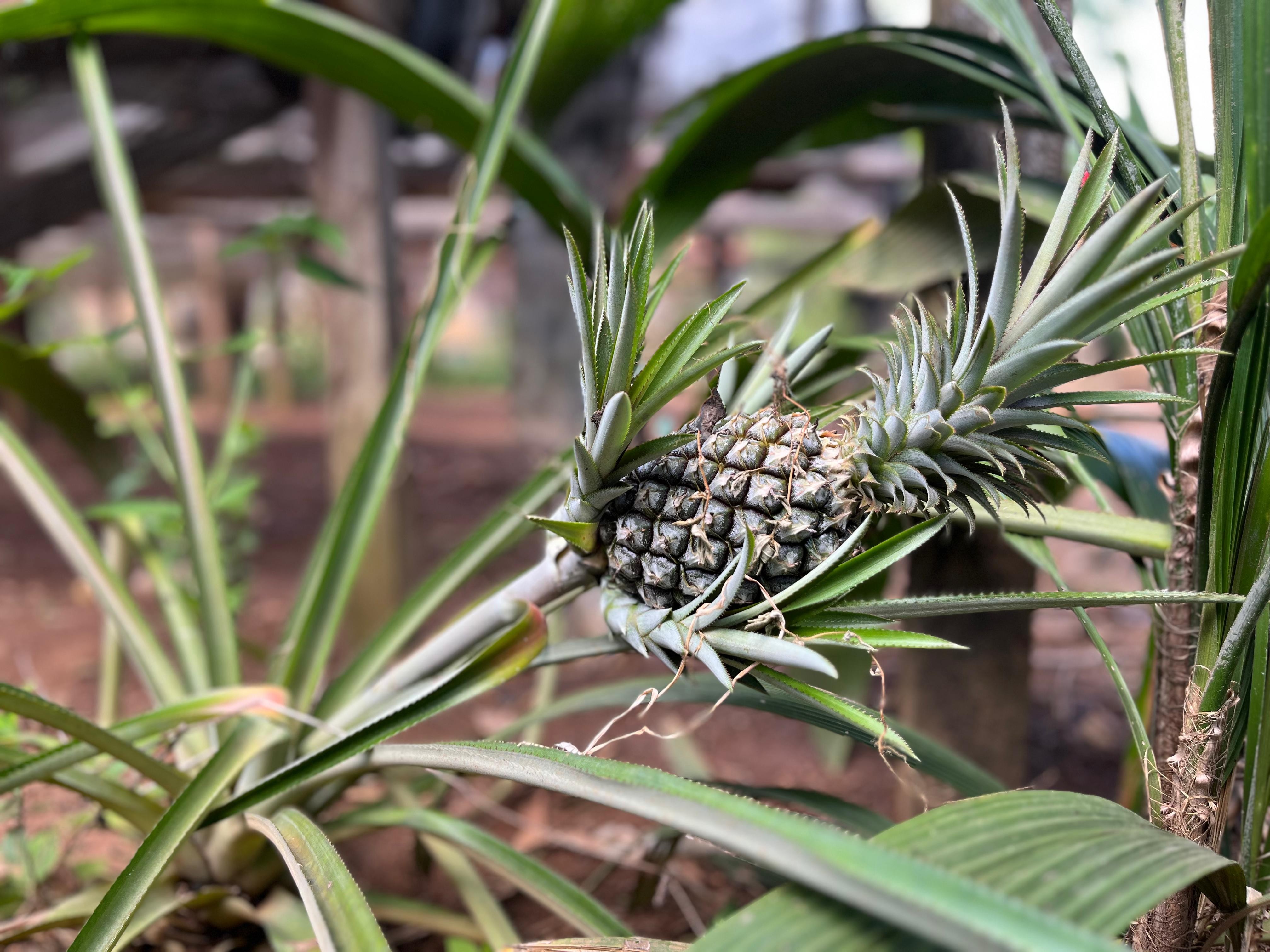 As frutas usadas nas bebidas, como o Anacaxi, são cultivadas no quintal da empreendedora. — Foto: Yara Ramalho/g1 RR