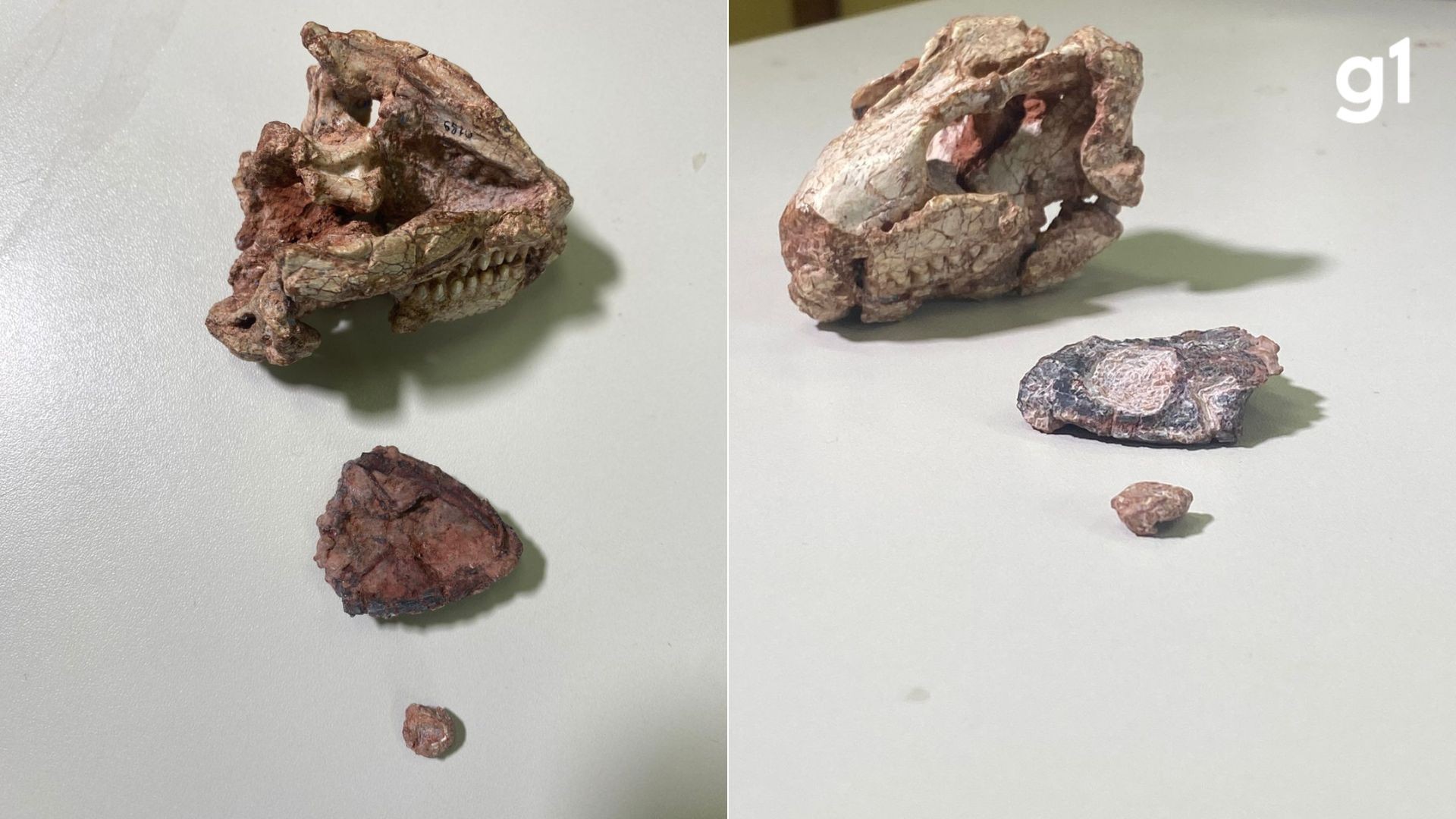 Paleontólogos da UFSM descobrem nova espécie de réptil a partir de crânio de 9,5 mm