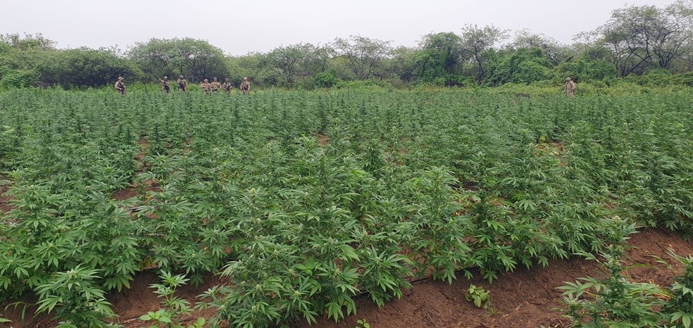 Polícia Federal erradica 100 mil pés de maconha em operação no Sertão da Paraíba