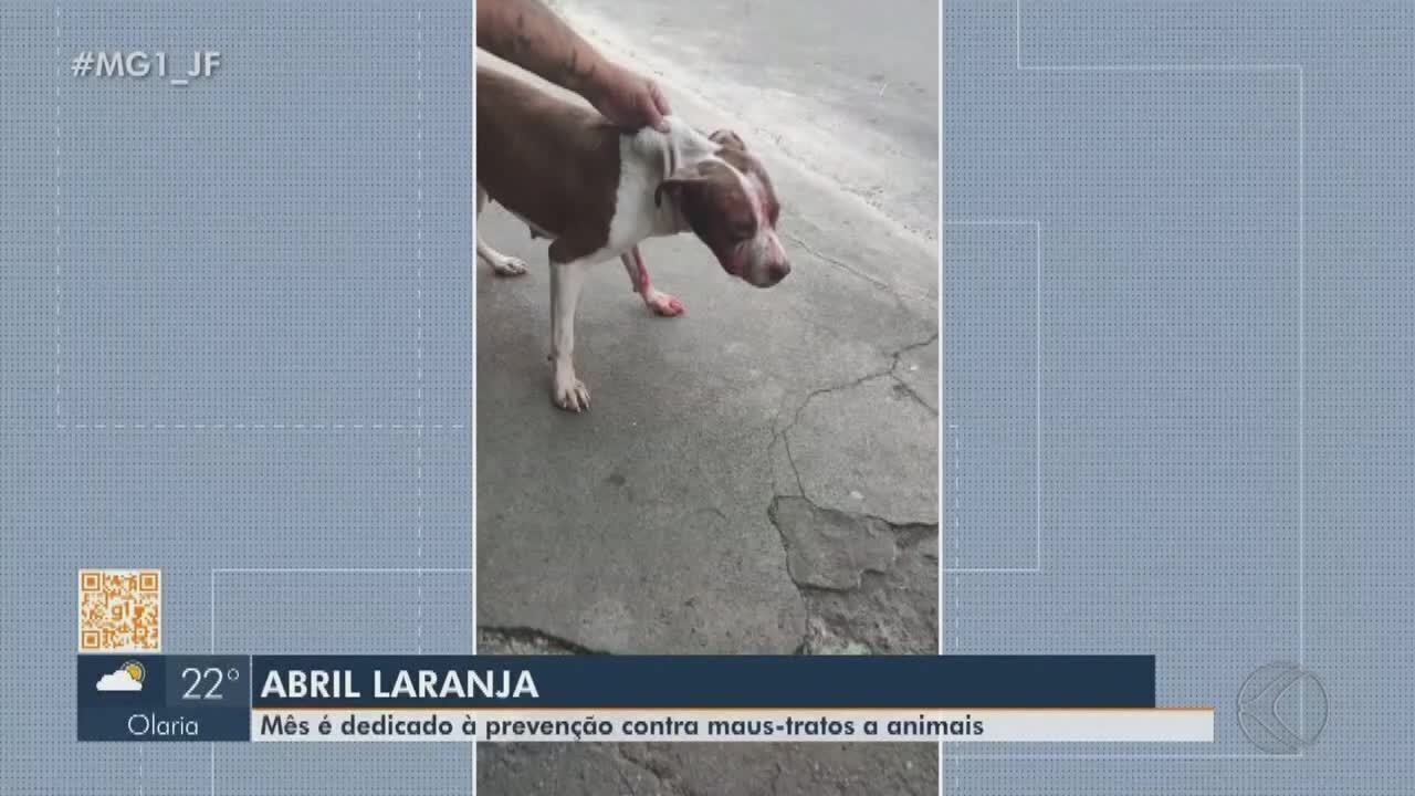 Urgente! Donos de animais que maltratam serão OBRIGADOS a pagar custos veterinários em Juiz de Fora