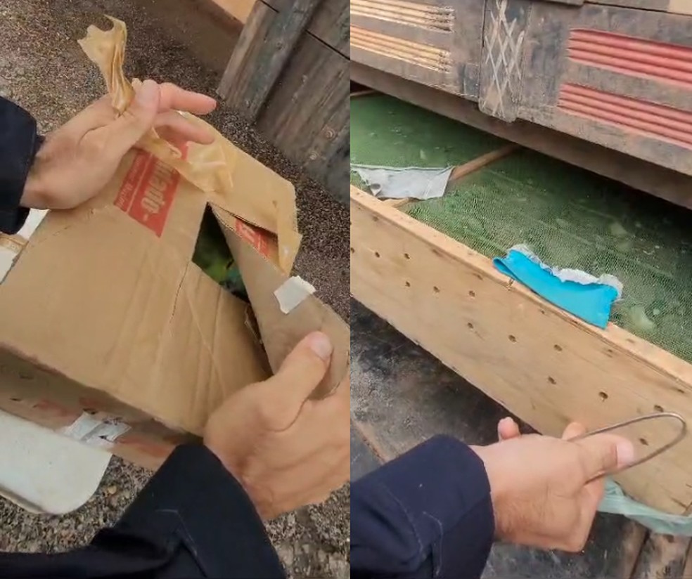 PRF apreende mais de 300 pássaros transportados em caminhão no Sul do Piauí — Foto: Polícia Rodoviária Federal