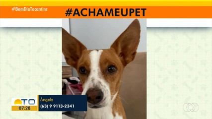 Tutora pede ajuda para encontrar animal perdido em Palmas