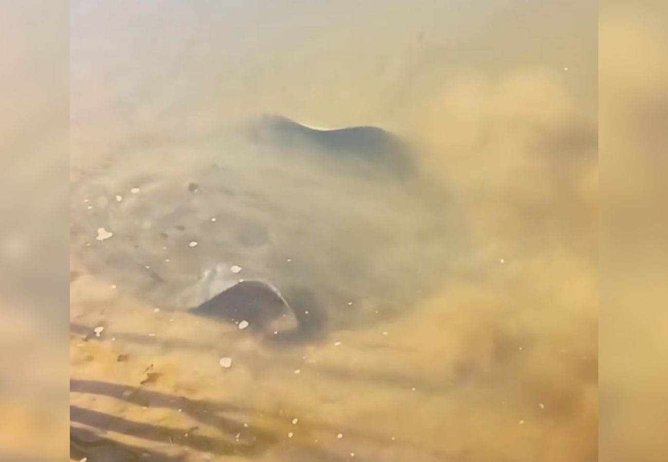 Arraia avistada na margem do Rio Araguaia chama atenção de banhistas pelo tamanho; VÍDEO
