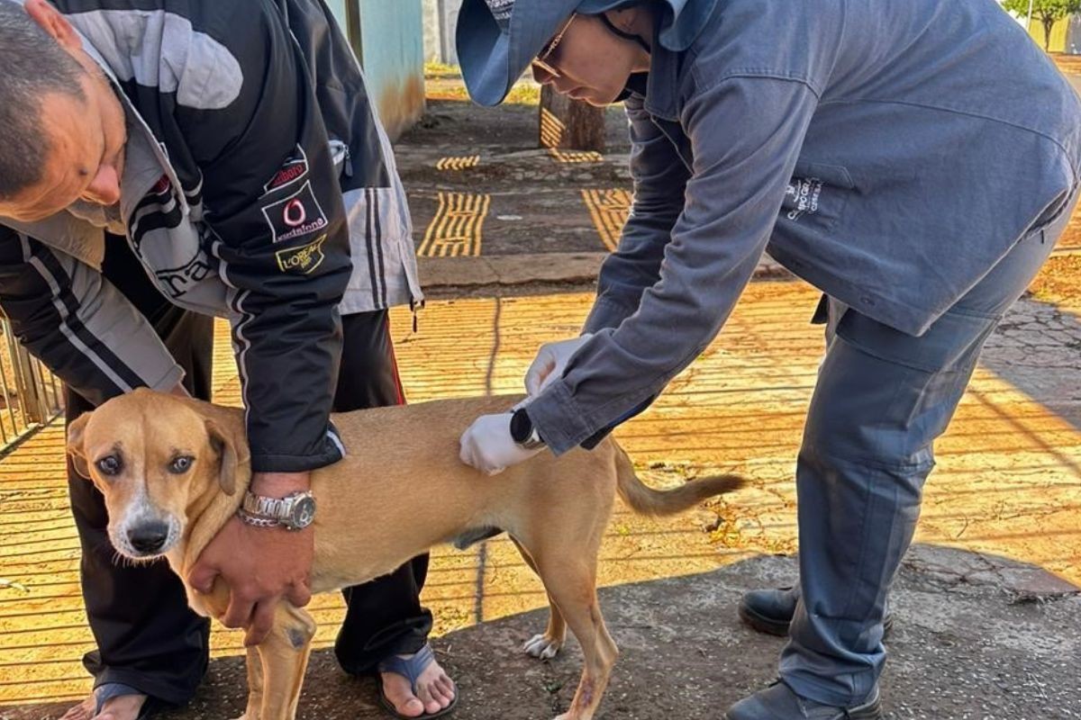 Campo Grande tem vacinação gratuita contra a raiva para cães e gatos neste fim de semana