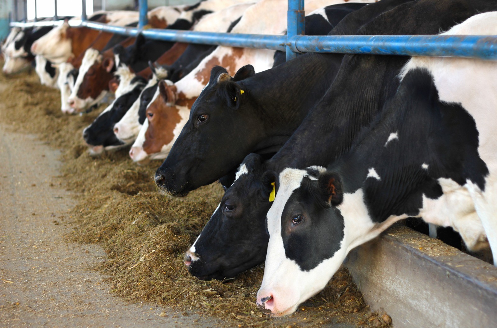 Investimento de R$ 3 milhões pretende incentivar bem-estar animal na produção de leite para multinacional em MG; entenda
