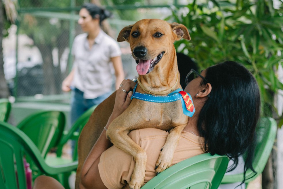 Secretaria de Proteção Animal do Ceará realiza castração de cães e gatos — Foto: Divulgação
