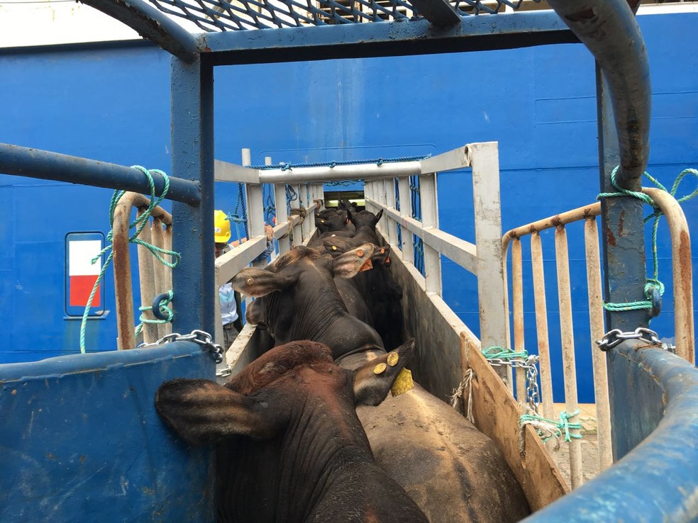 2bb57f4d 6da3 4483 92d1 f3167bd6153d - Exporta&ccedil;&atilde;o de gado vivo dobra em 3 anos, mesmo com cr&iacute;ticas de ambientalistas ao transporte