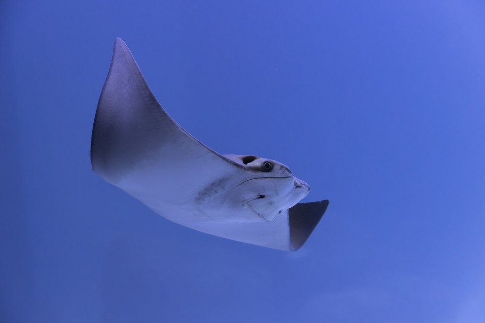 AquaFoz abriga v&aacute;rias esp&eacute;cies de rios e oceanos &mdash; Foto: AquaFoz/ Kiko Sierich