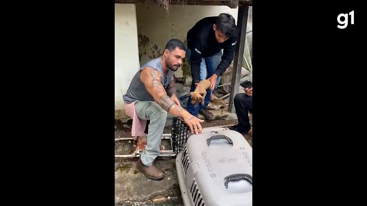 ONG que cuida de animais vítimas de maus-tratos está sendo despejada de  casa em Palmas, Tocantins