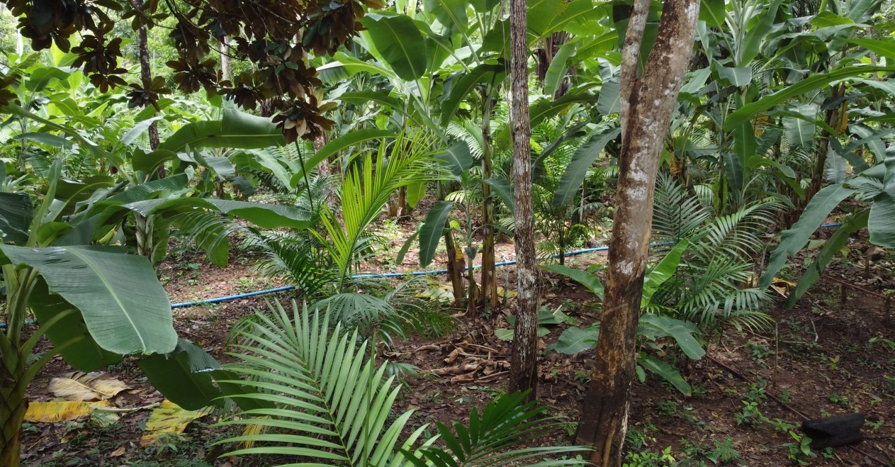 Casal de agricultores cultiva açaí com outras frutas e preserva árvores no interior de Roraima