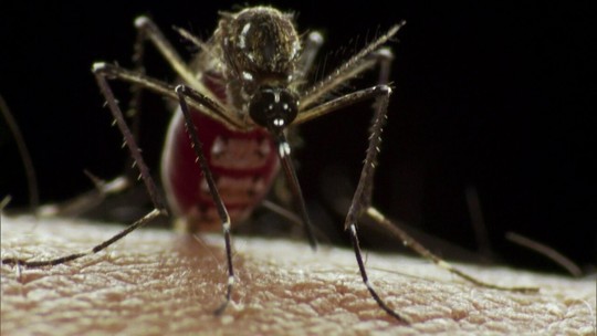 Mosquito Aedes aegypti atormentou a vida dos brasileiros em 2016 - Programa: undefined 