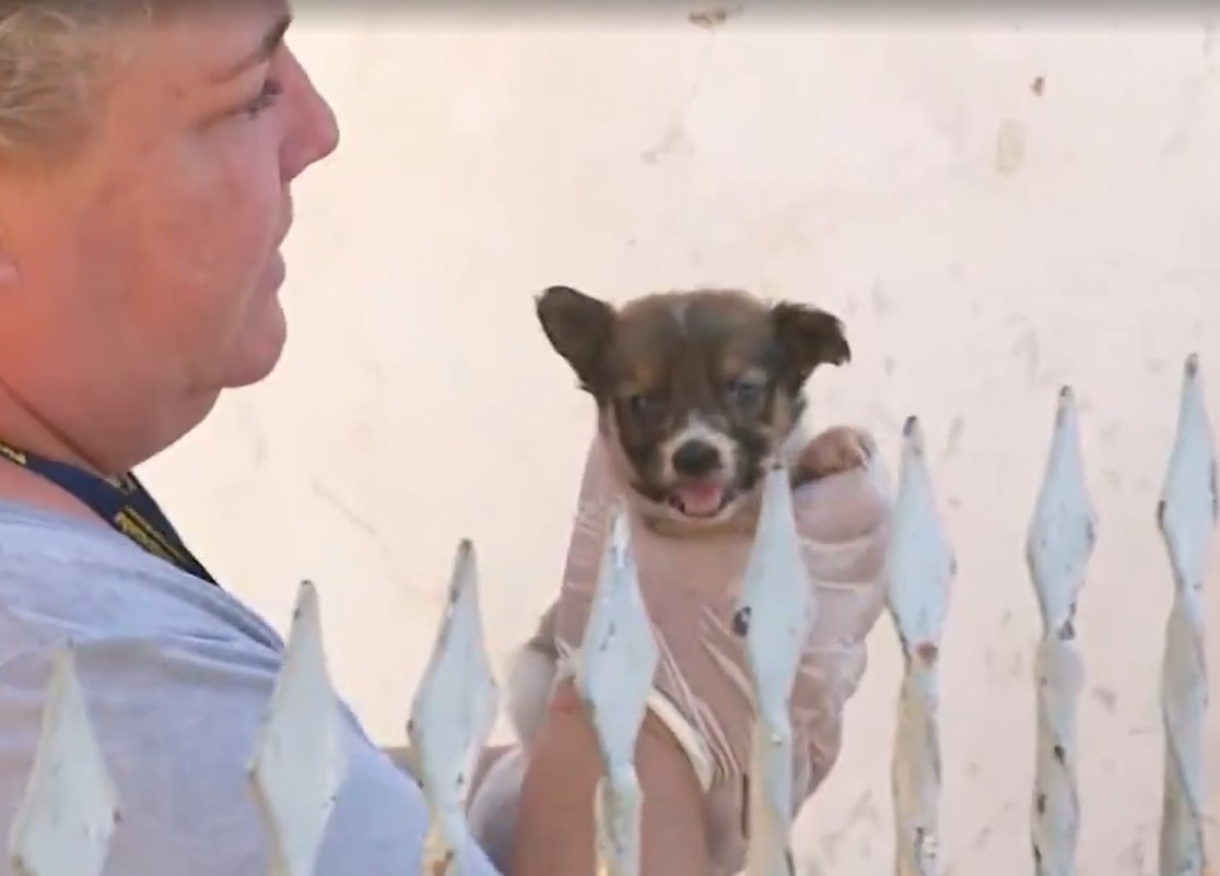 Guarda resgata seis cachorros em situação de maus-tratos em Piracicaba; tutor foi detido