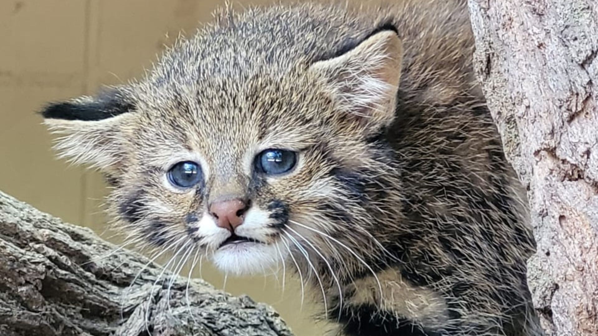 Zoo de Sorocaba recebe filhote de lontra resgatado por morador após ser cercado por cachorros