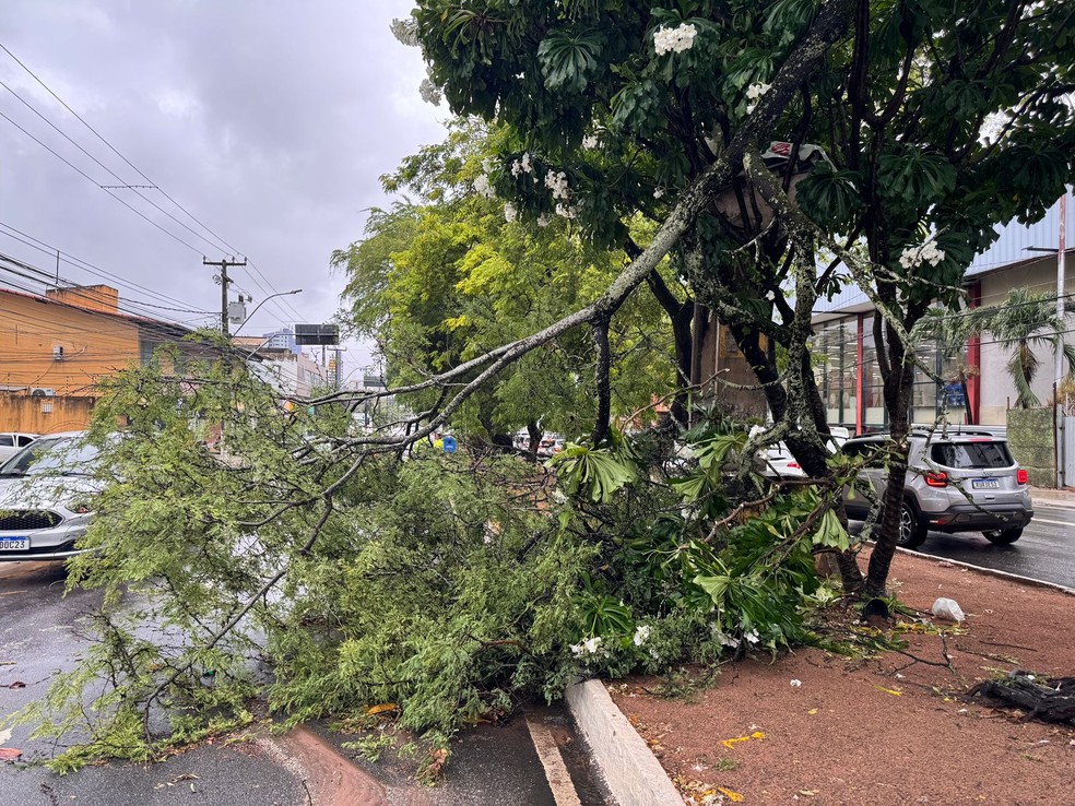 STTU registrou a queda de uma árvore na Avenida Prudente de Morais, no trecho entre a Rua Apodi e a Rua Ceará Mirim — Foto: Vinicius Marinho/Inter TV Cabugi