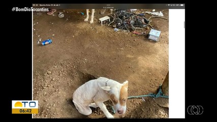 g1 Tocantins: casal vai responder por maus-tratos contra cães pit bull, diz polícia