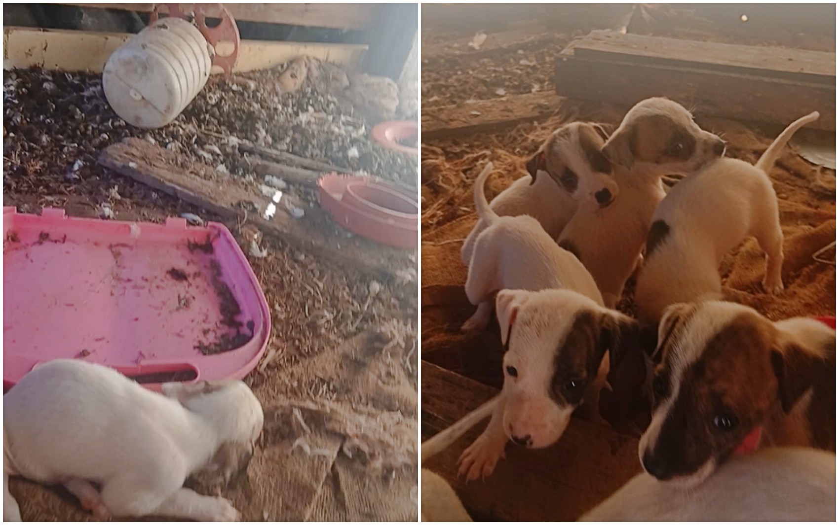 Homem é preso suspeito de maus-tratos a animais em fazenda, em Machado, MG