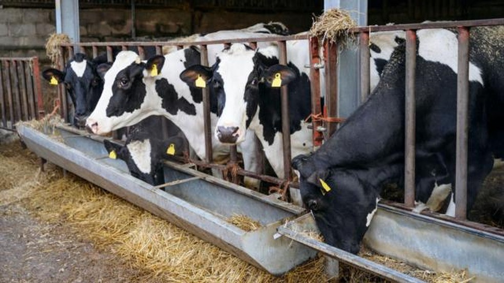 Com as mudanças climáticas, há desafios crescentes para a produção de leite em todo o mundo, destaca pesquisadora do Cepea — Foto: Getty Images