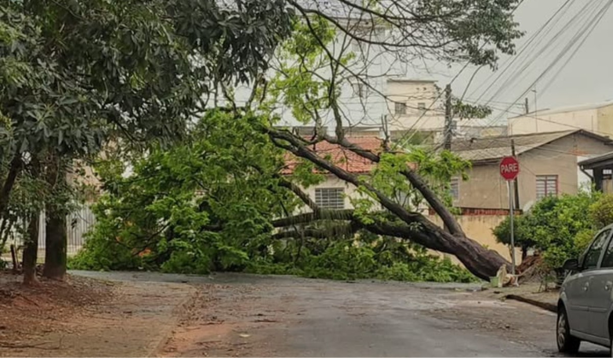Árvore de grande porte cai e trava rua na região do Parque São Quirino, em Campinas