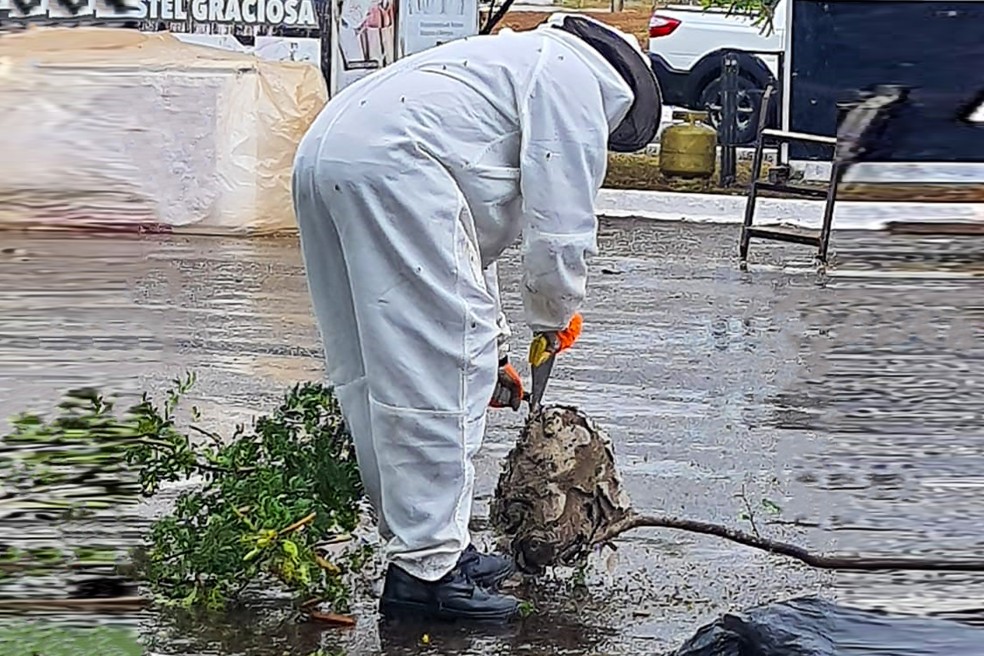 Caixa de marimbondos emperrou funcionamento dos semáforos da rua