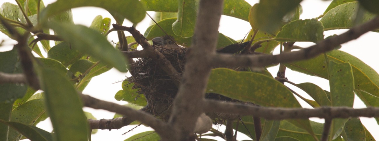 Ameaçado de extinção: Nascimento de filhote de bicudo em MG traz esperança para pesquisadores 
