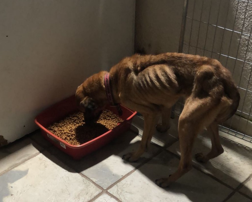 PM resgata cães com sinais de maus-tratos na Zona Leste de SP; VÍDEO