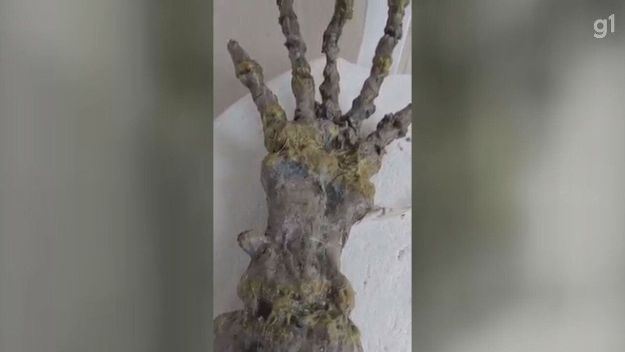 Esqueleto encontrado em praia no litoral de SP intriga banhistas; VÍDEO ...