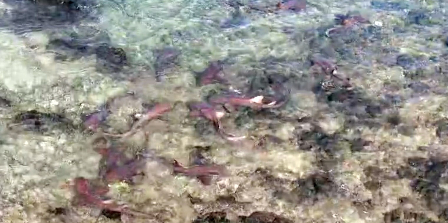 Vídeo mostra entrada de 13 tubarões-lixa em área monitorada em Fernando de Noronha