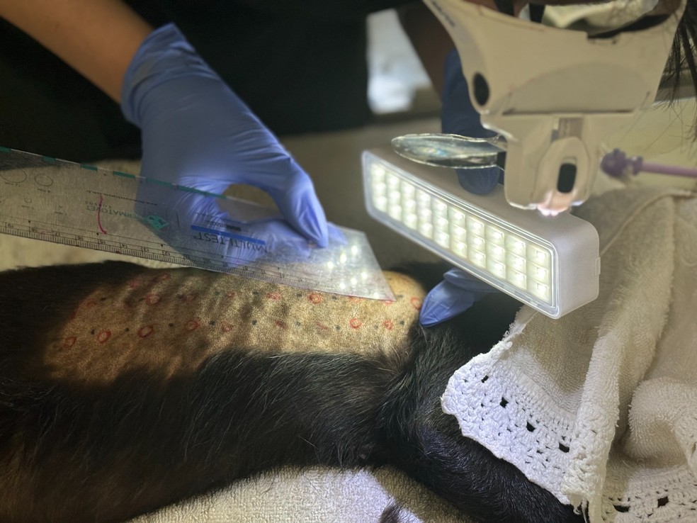 3 de 10
Animais passam por bateria de exames todos os anos &mdash; Foto: Divulga&ccedil;&atilde;o