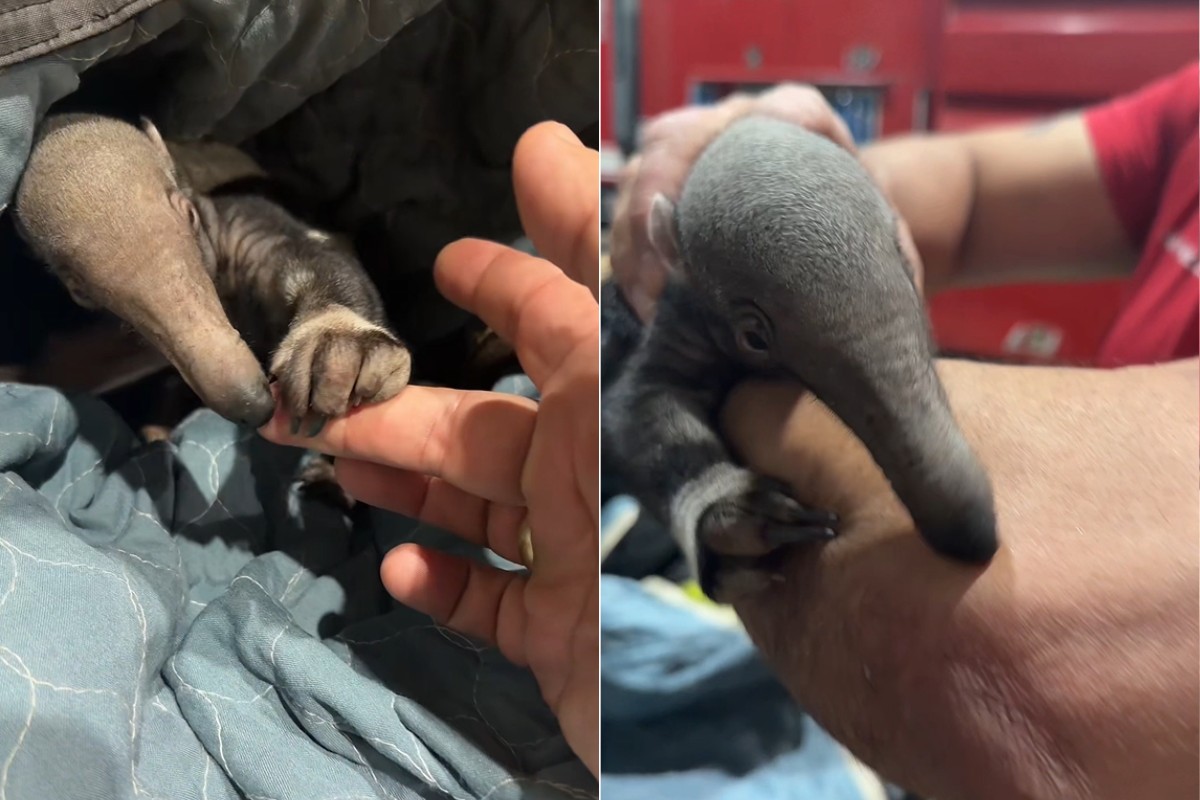Novos centros de reabilitação de animais silvestres devem entrar em funcionamento até 2028 no interior de SP