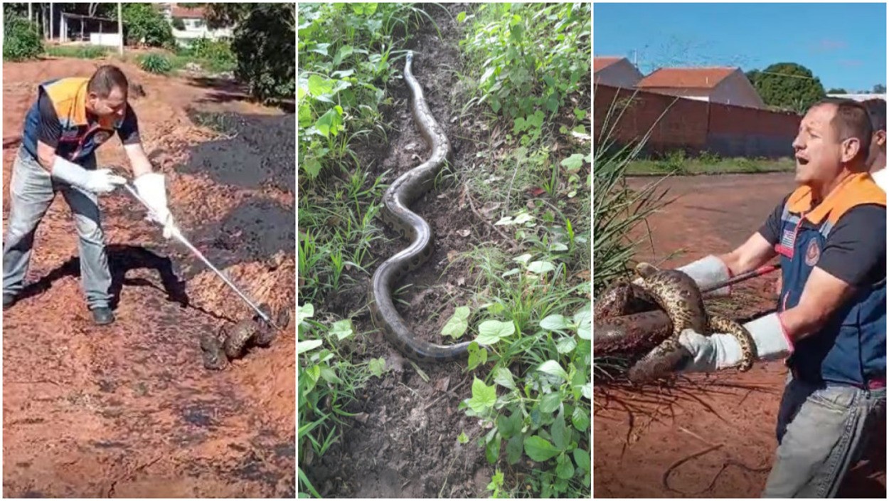 VÍDEO: cobra sucuri de 2,5 metros é capturada em frente a residência no interior de SP