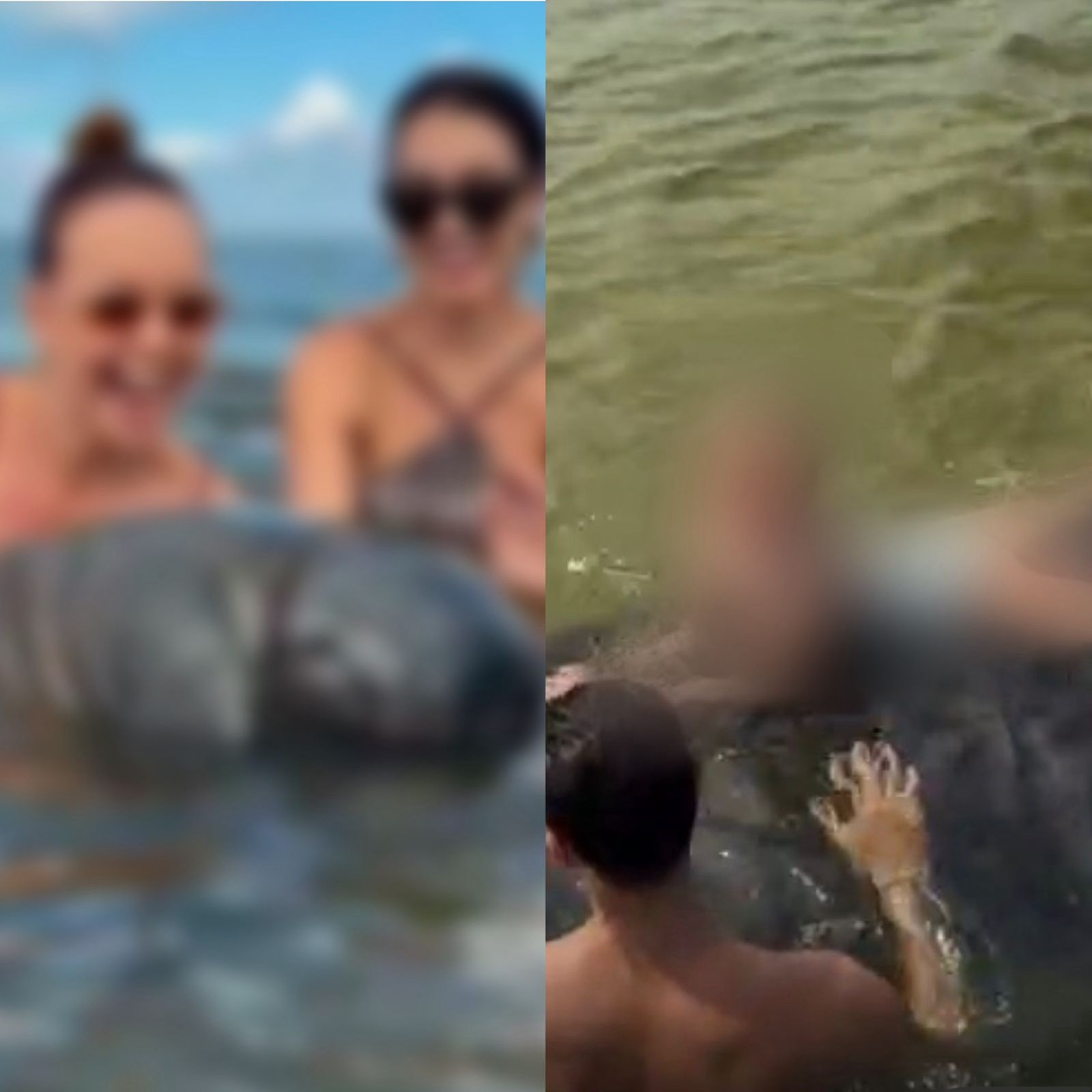 VÍDEO: turistas colocam criança sobre peixe-boi em AL; contato é crime ambiental