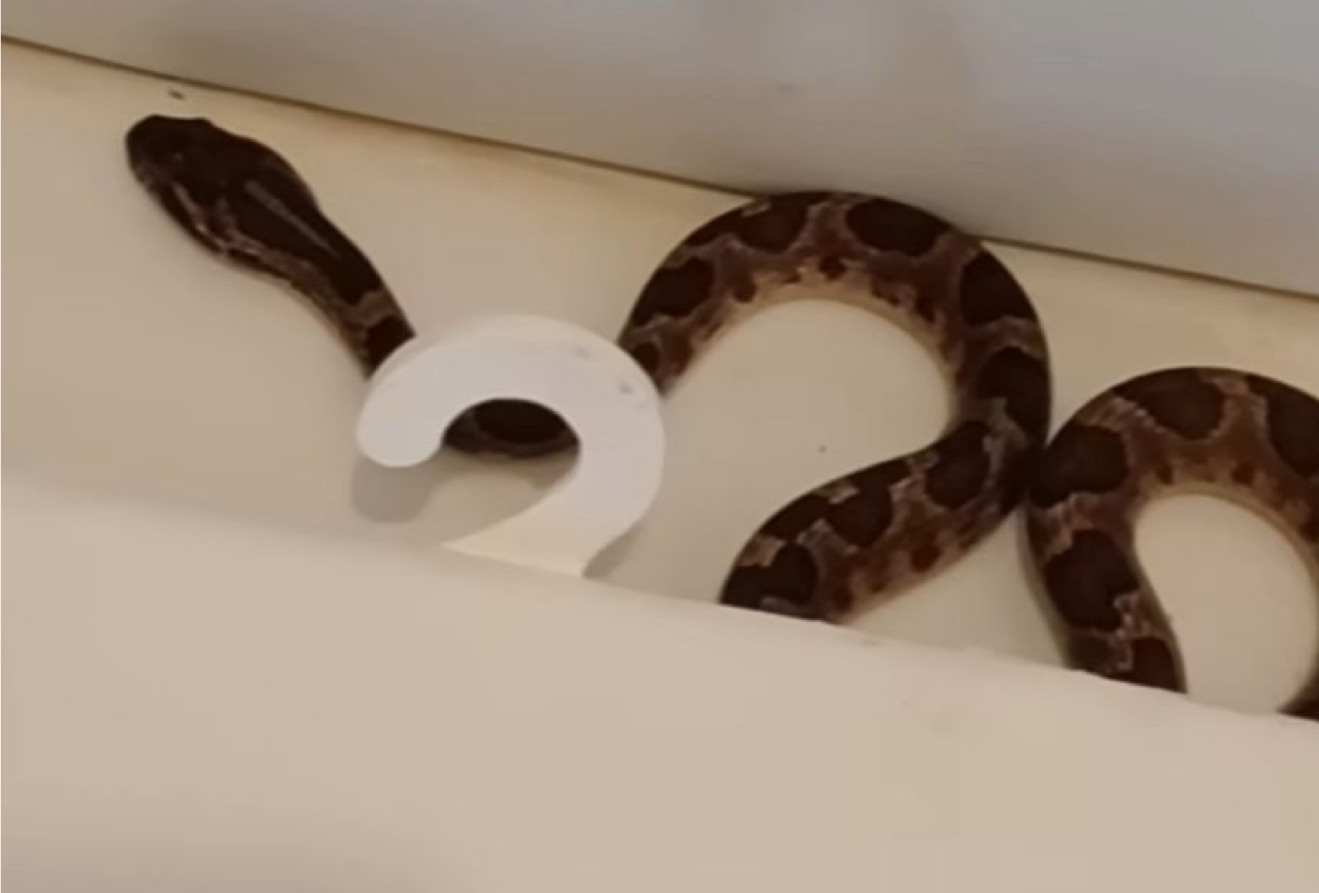 Susto e alerta: jararaca é encontrada dentro de vaso sanitário em fazenda no Pantanal de MS
