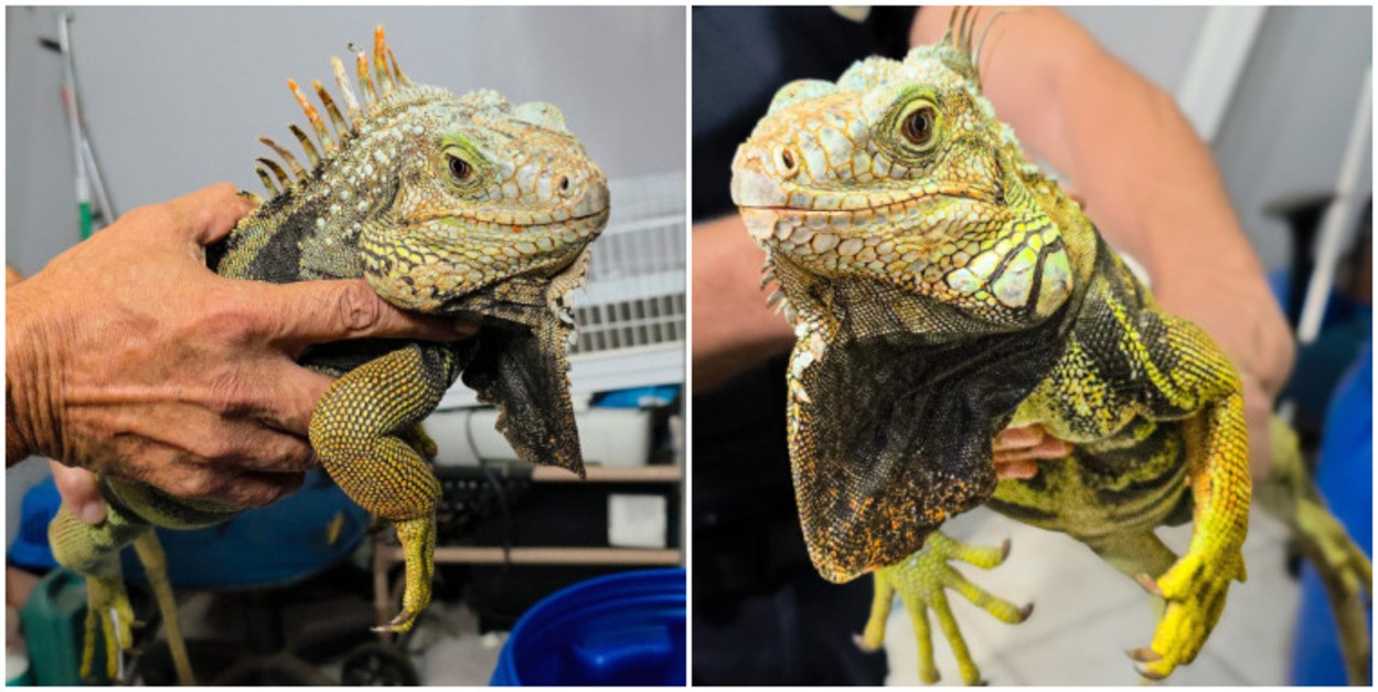 VÍDEO: Iguana-verde 'invade' casa e morador captura animal no interior de SP