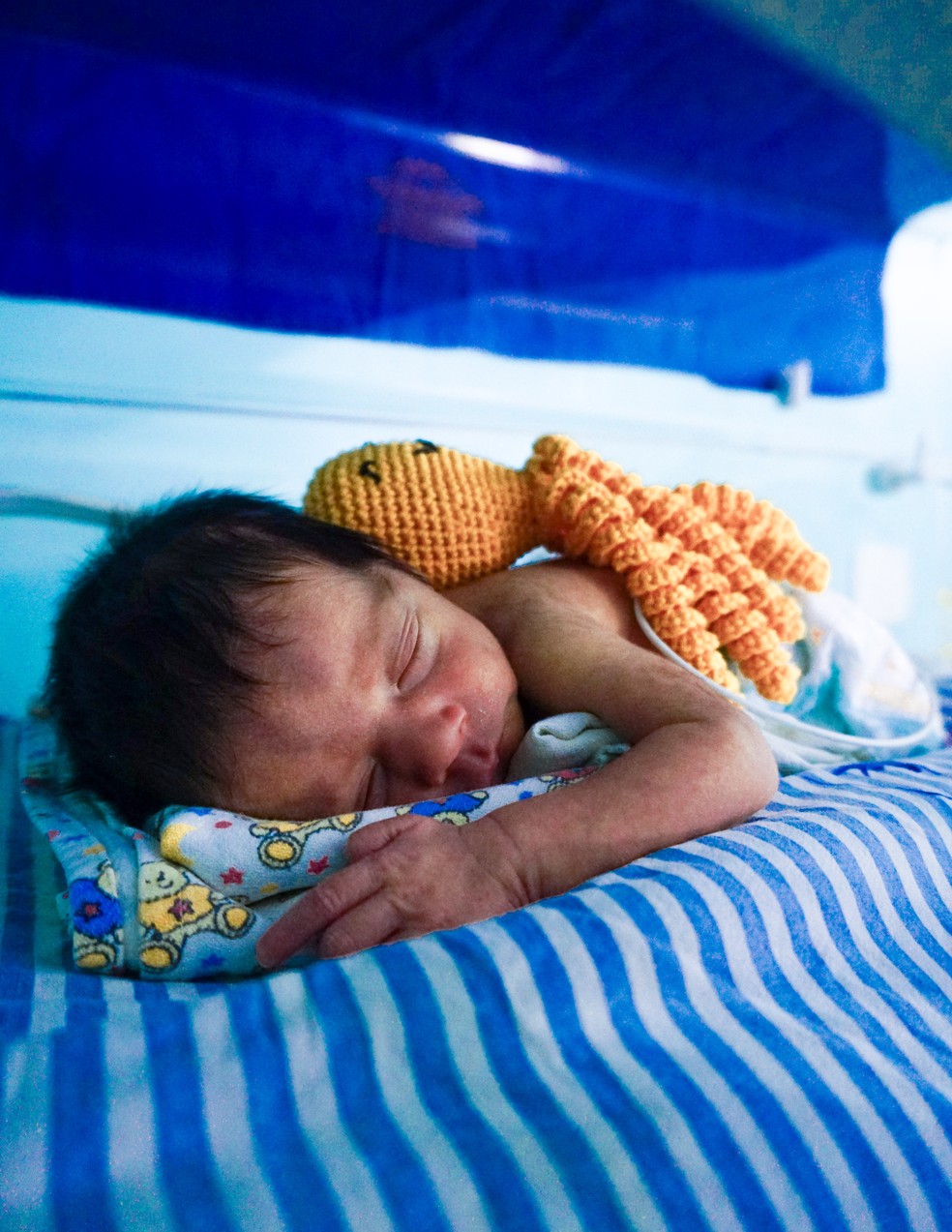 Moluscos fazem companhia para bebês prematuros nas incubadoras — Foto: divulgação/Jonathan Alves