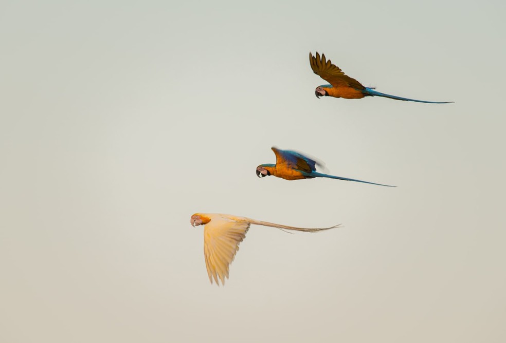 Casos de lutinismo são mais comuns em aves criadas em cativeiro — Foto: Clóvis Cruvinel